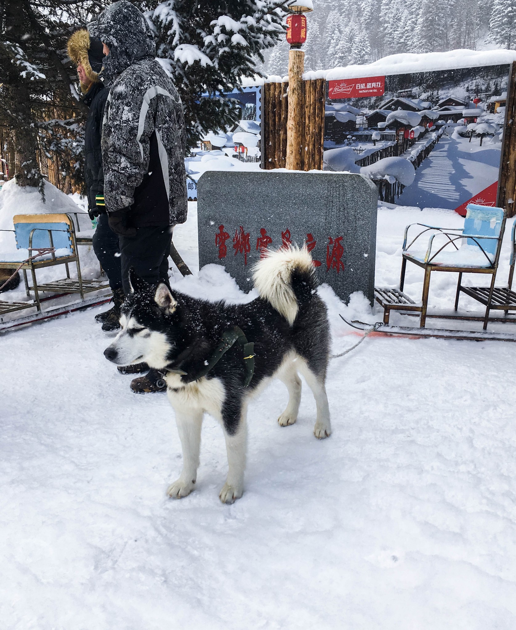 雪鄉自助遊攻略