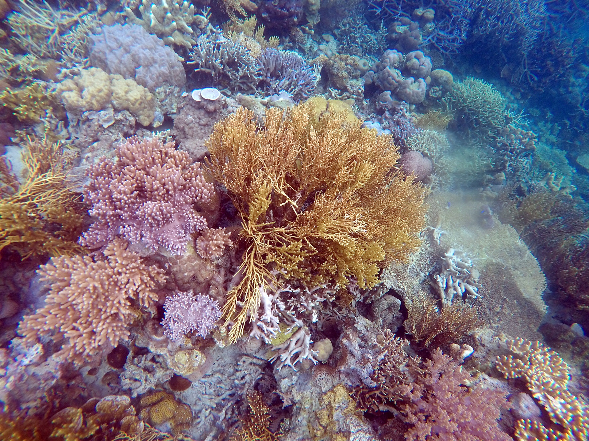 科隆島(巴拿馬)自助遊攻略