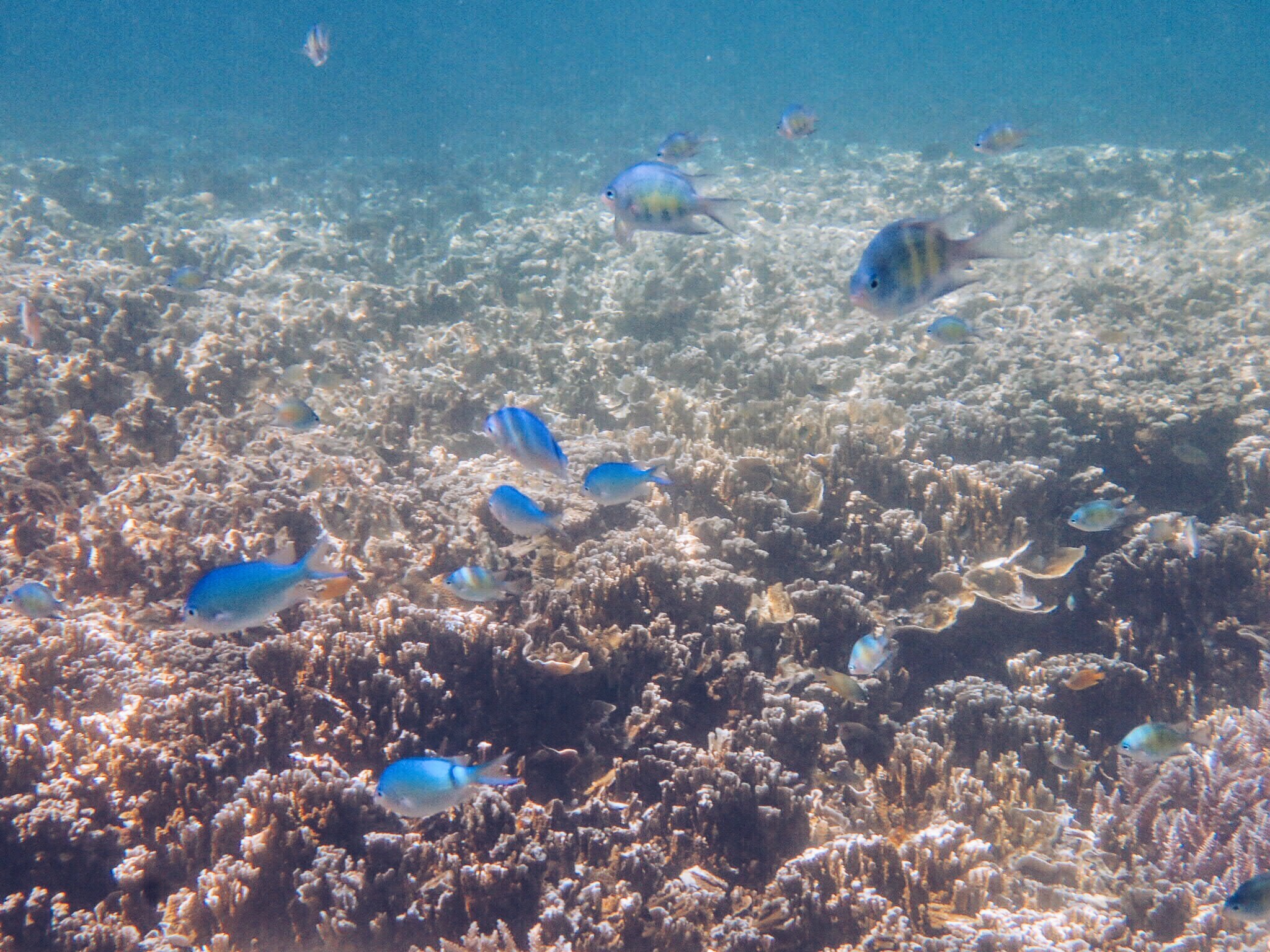 海牛怎么搭浮板_海牛怎么画