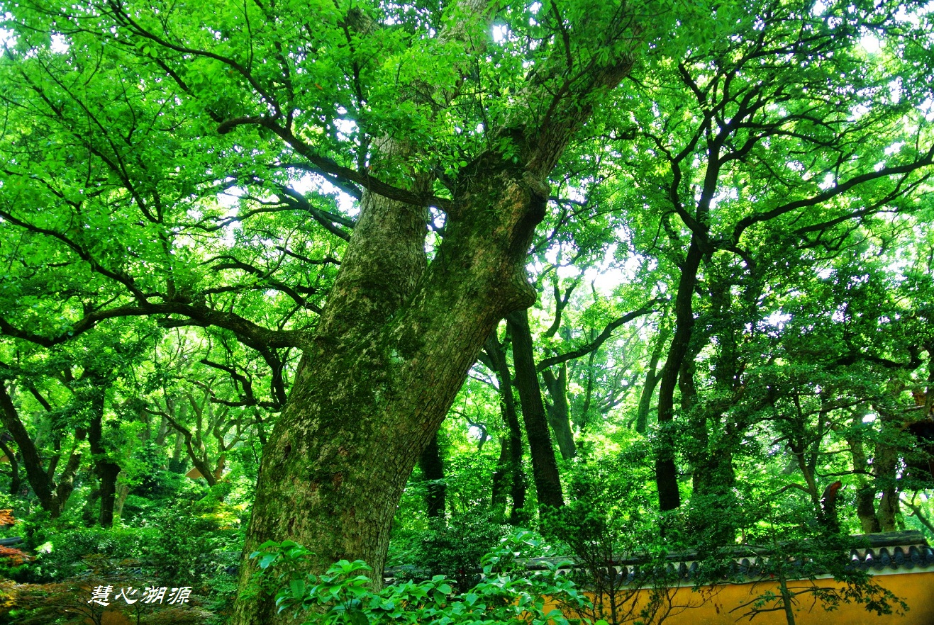 普陀山自助遊攻略