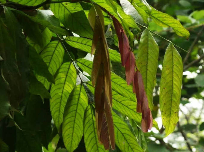 无忧树开花 wKgBZ1i2u92AbQYgAAF8eE7qtlg50.jpeg?imageView2%2F2%2Fw%2F680%2Fq%2F90