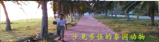 少见多怪的泰国动物 少见多怪的泰国动物