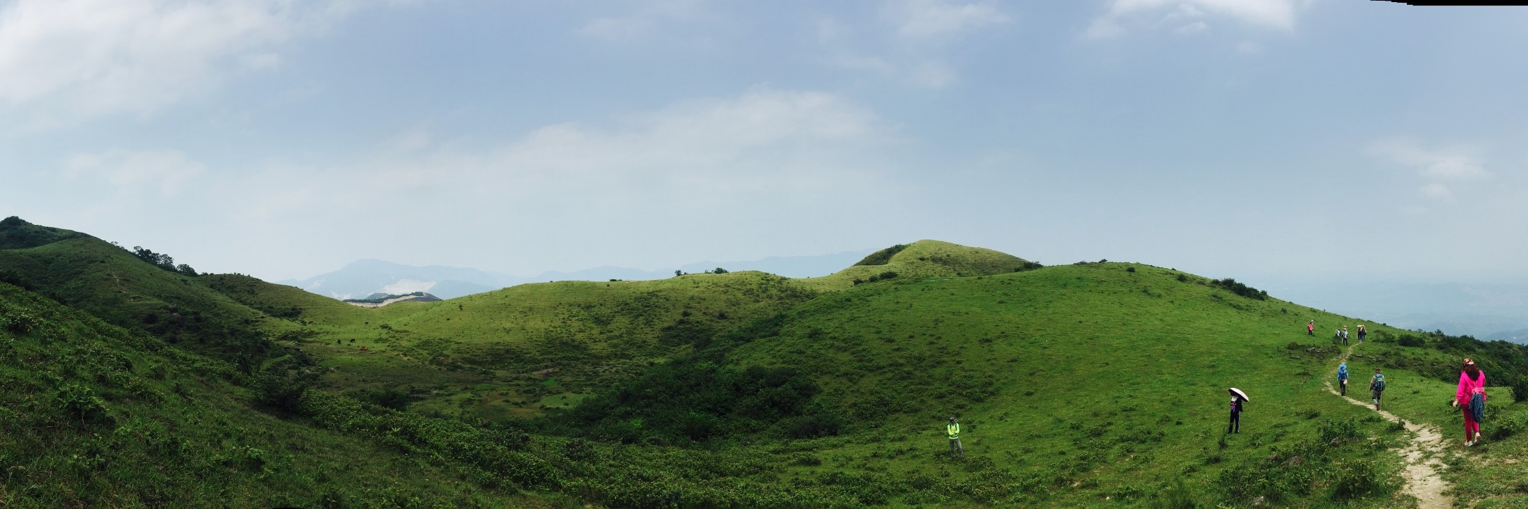 高山绿色草甸上的悠哉牛牛记江门恩平龙头岭轻松一日行