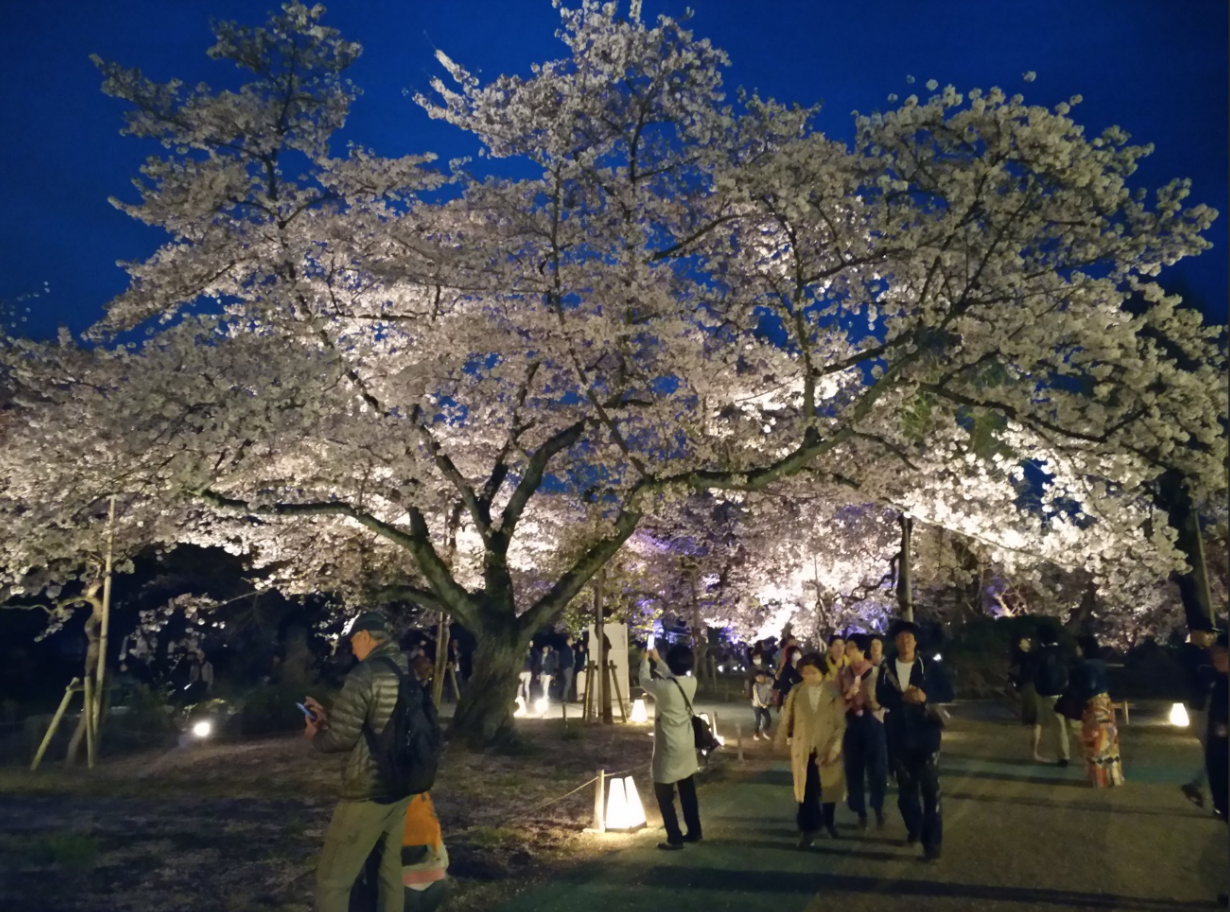 京都自助遊攻略