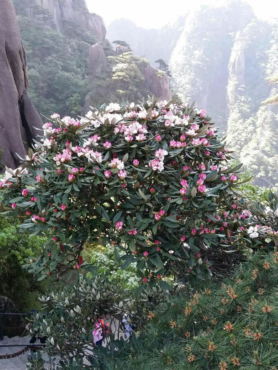 三清山自助遊攻略