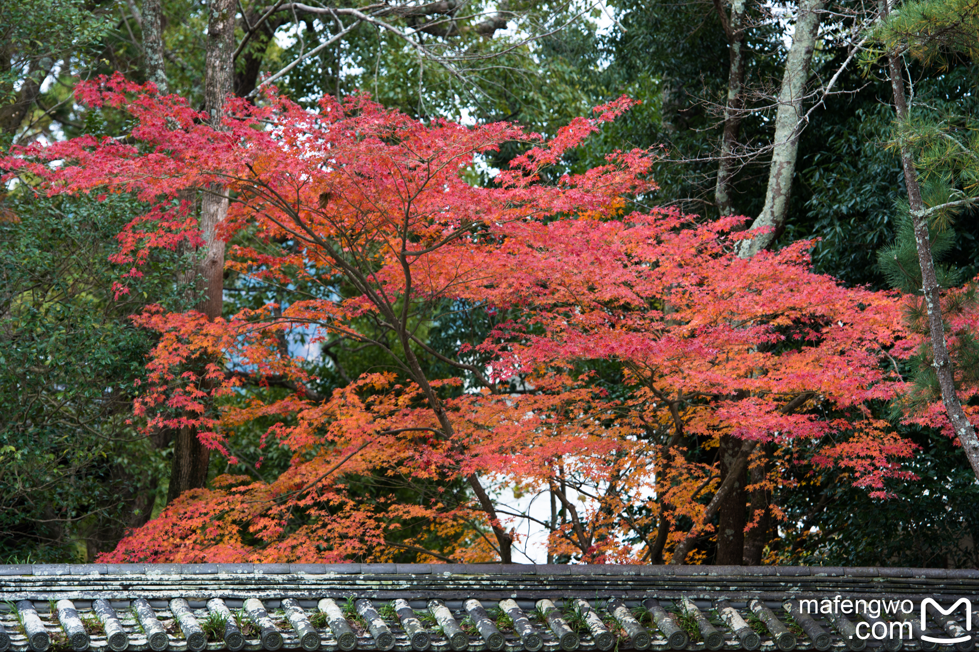 京都自助遊攻略