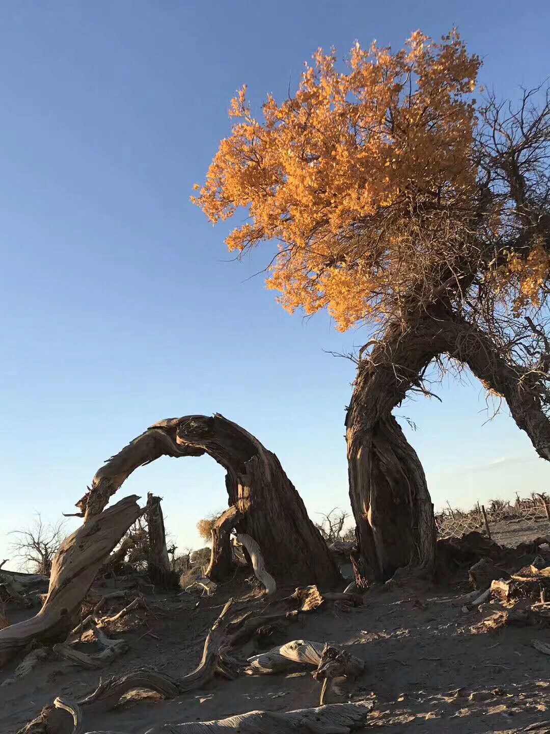 大西北10天,苍天大地阿拉善,大漠戈壁胡杨林--阿拉善右旗游记--马蜂窝
