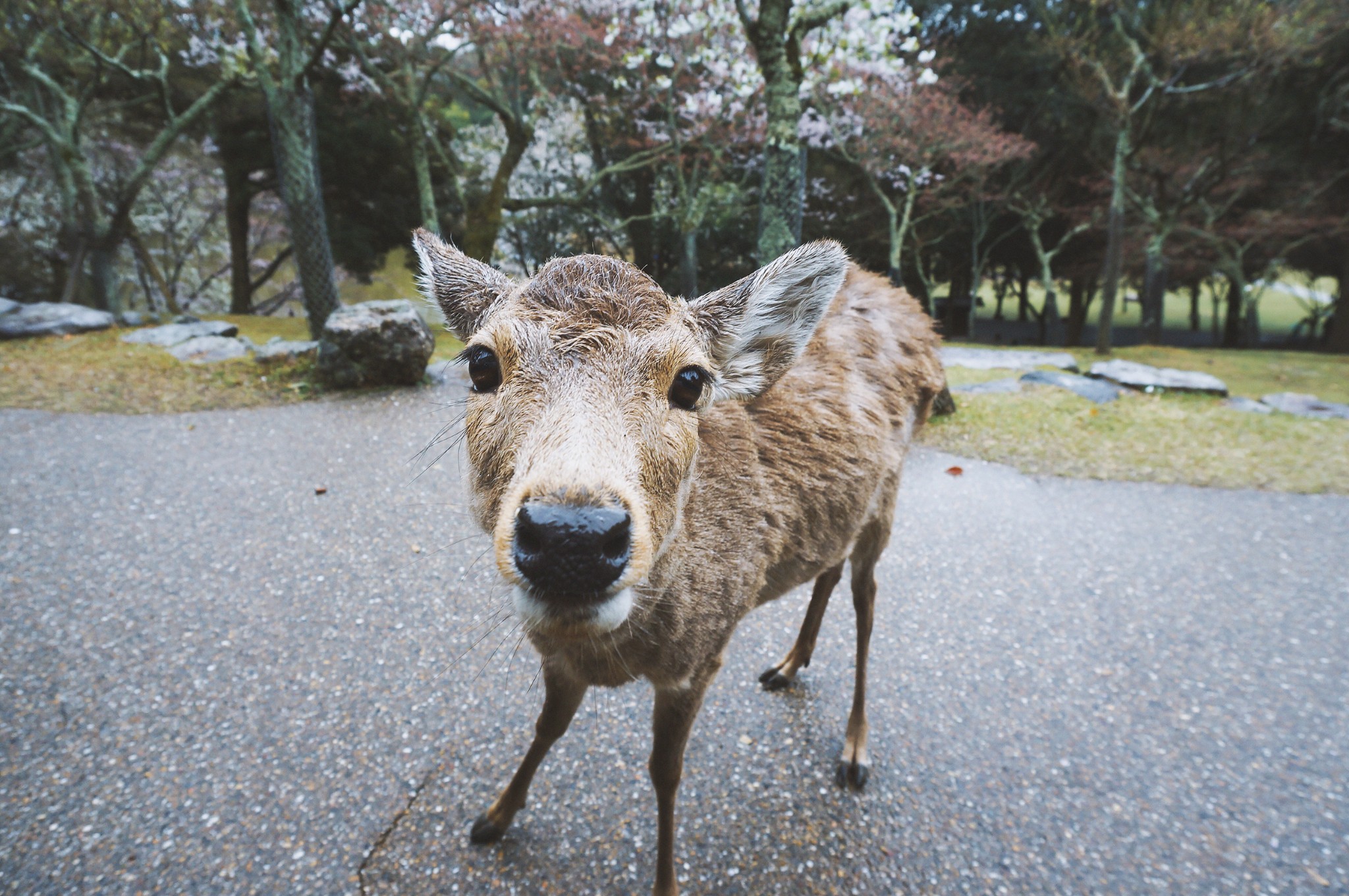 日本自助遊攻略