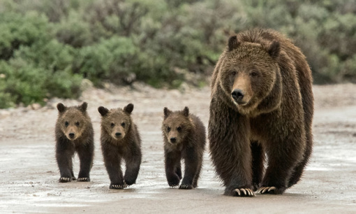 不忠实的动物有哪些 wKgBEFqd7SyAErXJAAGXRj0lHg036.jpeg?imageView2%2F2%2Fw%2F510%2Fh%2F8000%2Fq%2F100