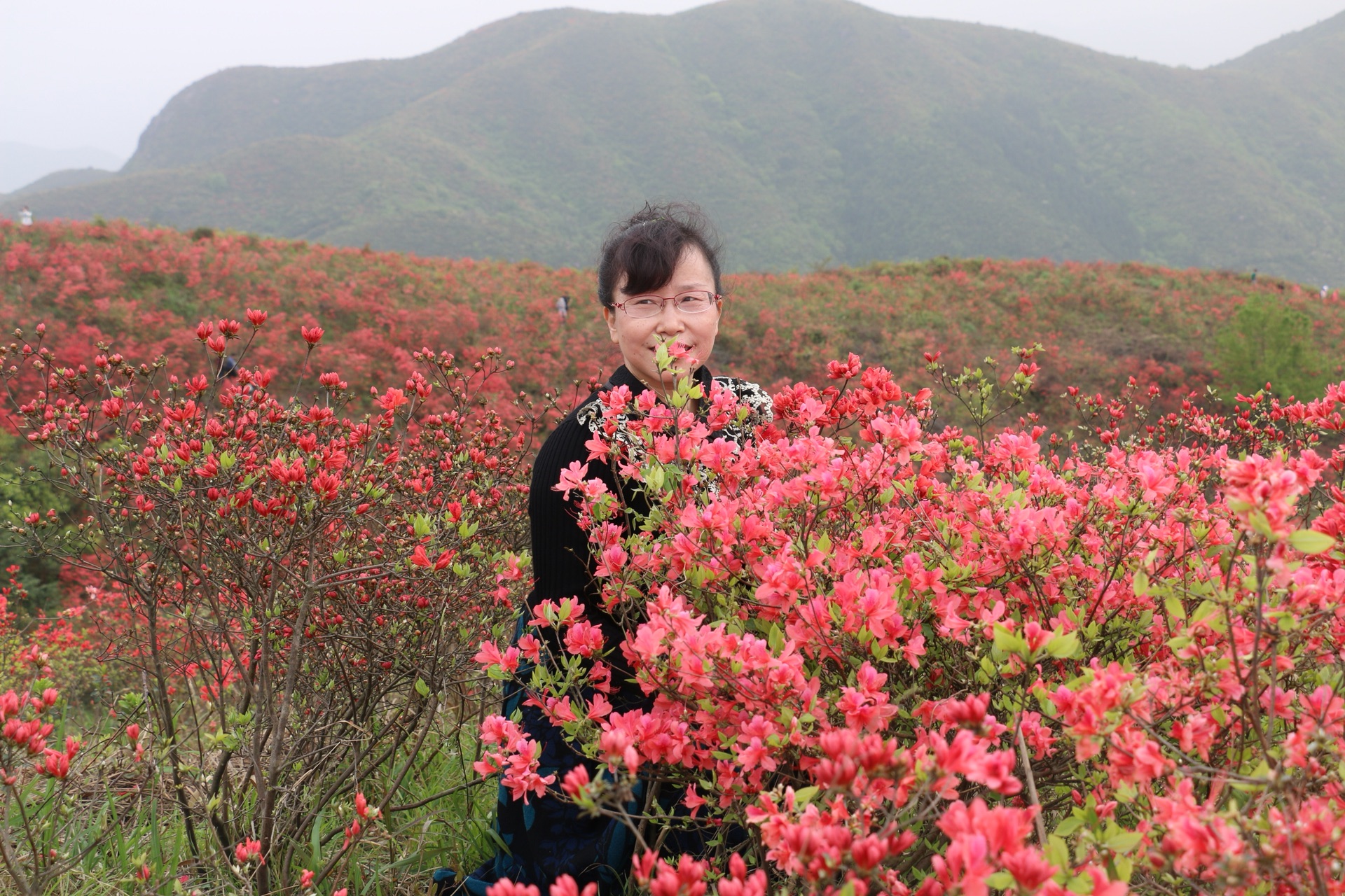 回覆遊記:三縣交界太湖山杜鵑花染仰天鬥