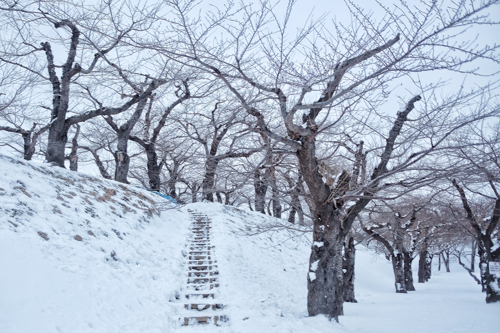 北海道自助遊攻略