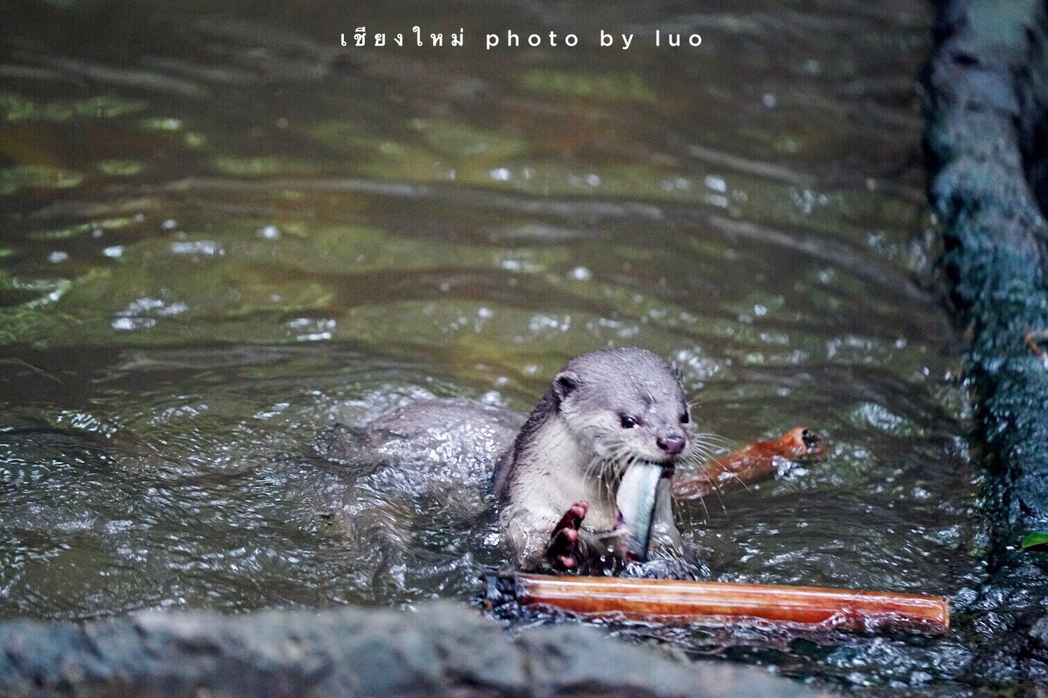 清邁自助遊攻略