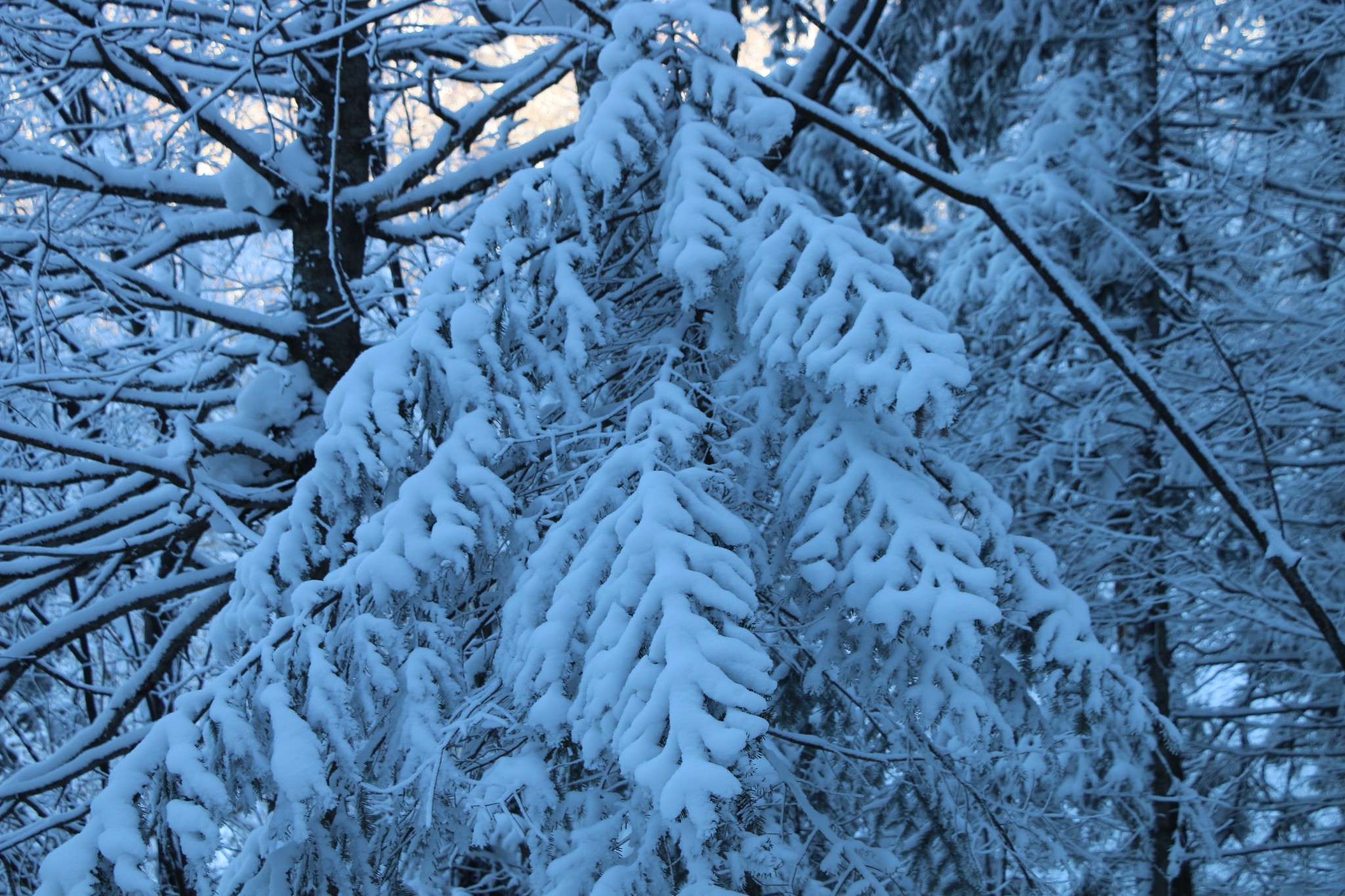 雪鄉自助遊攻略