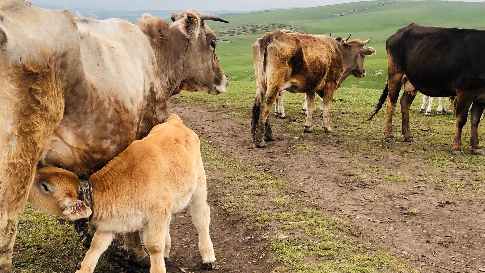 喀拉峻游玩干货:99喀拉峻概述在哈萨克语中,喀拉峻有"黑色,肥沃