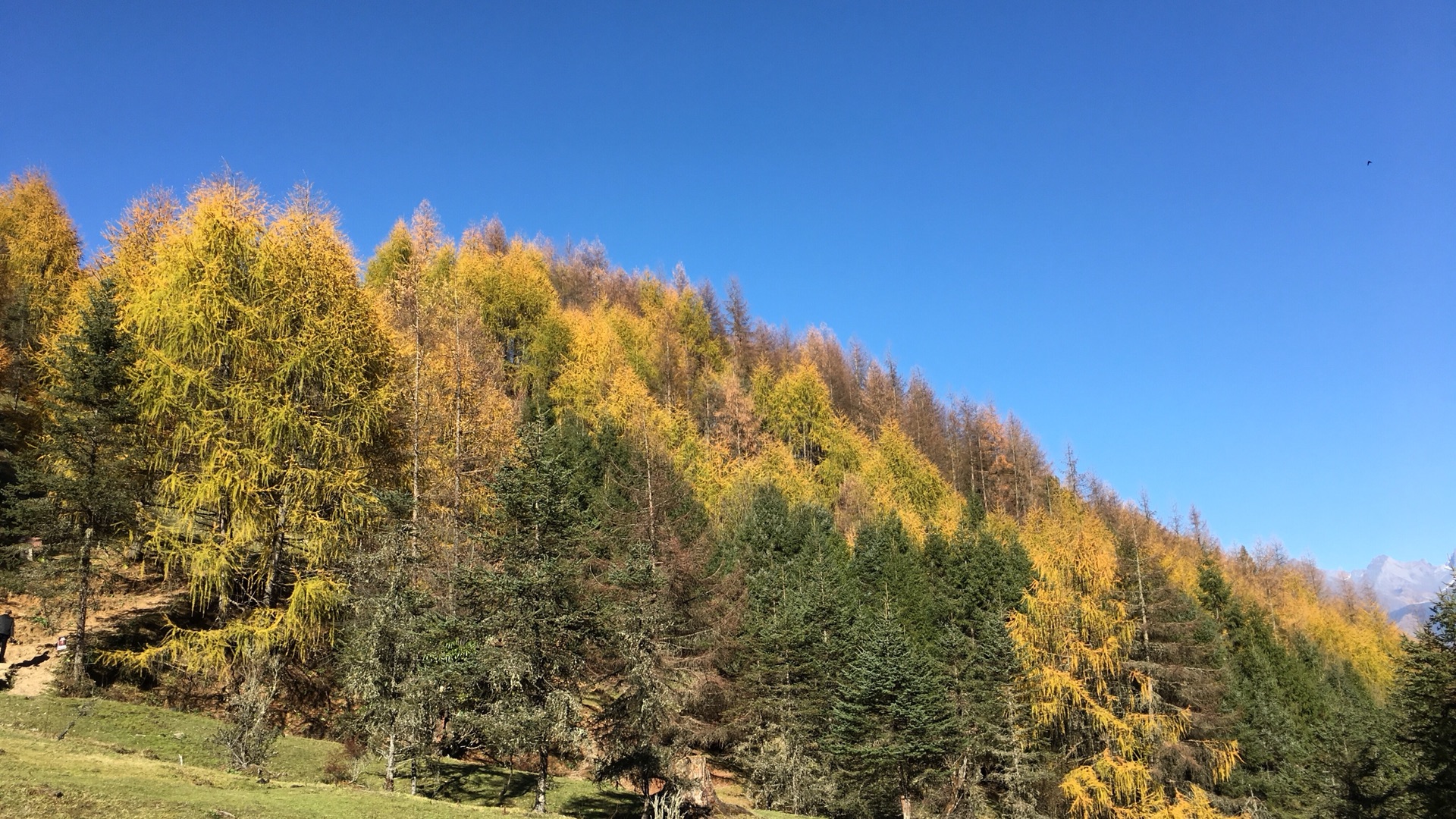 雅安市宝兴县阿坝州四姑娘山随记