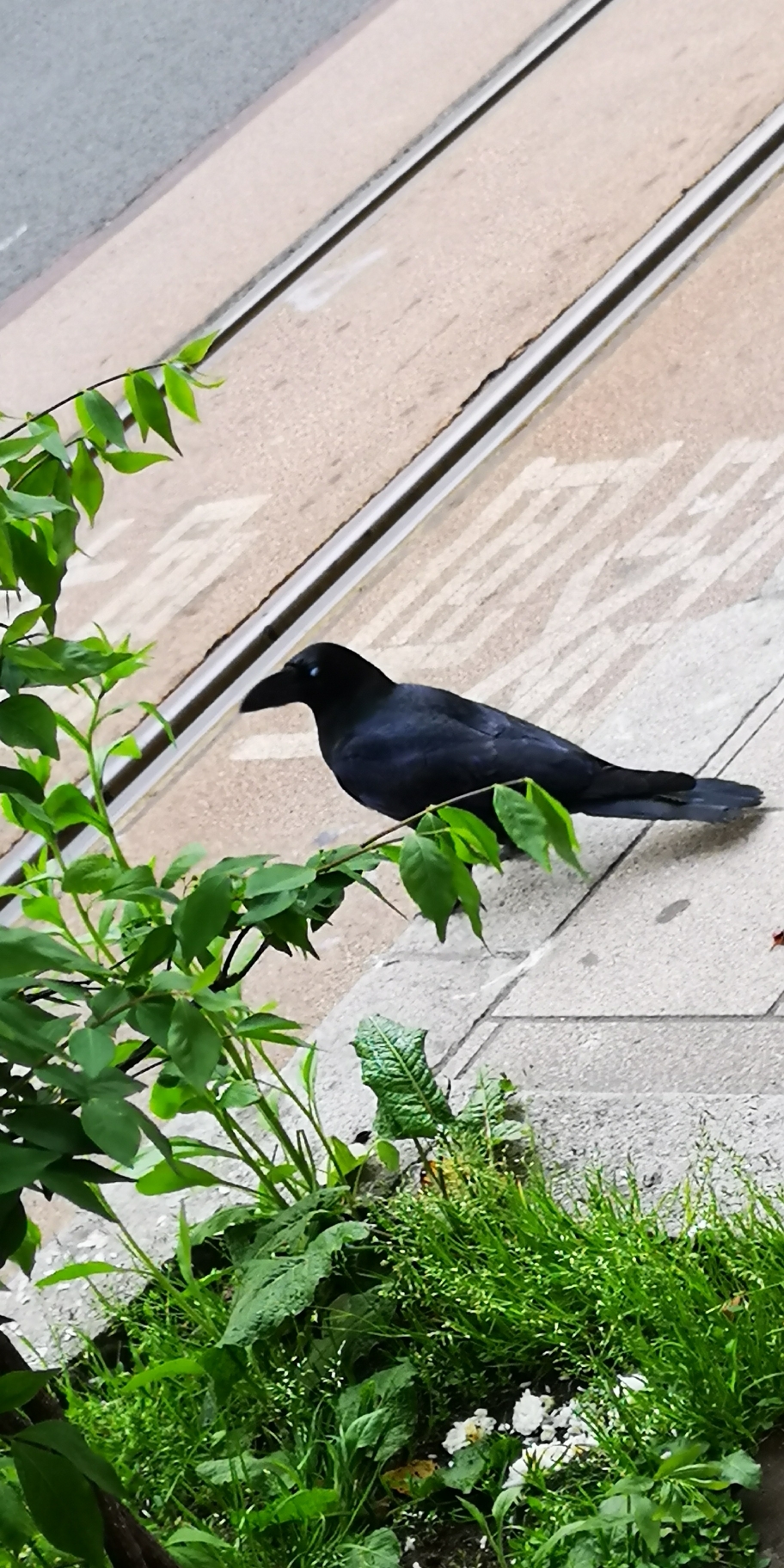 札幌自助遊攻略