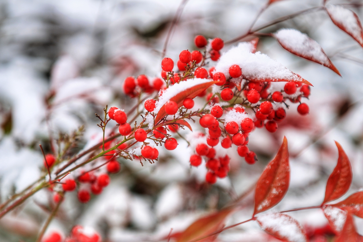 雪中红简谱_雪中红梅图片