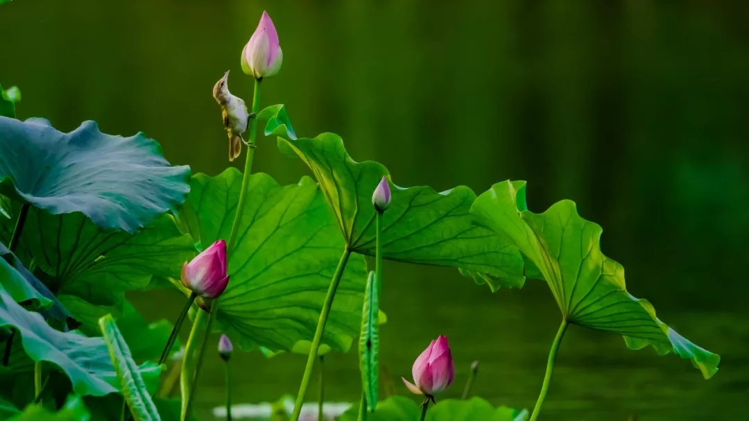 台儿庄游记--蚂蜂窝