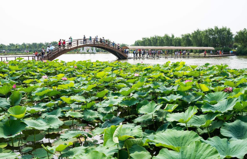 河北保定白洋淀荷花大觀園 關魚湖 踏七十二連橋一日遊