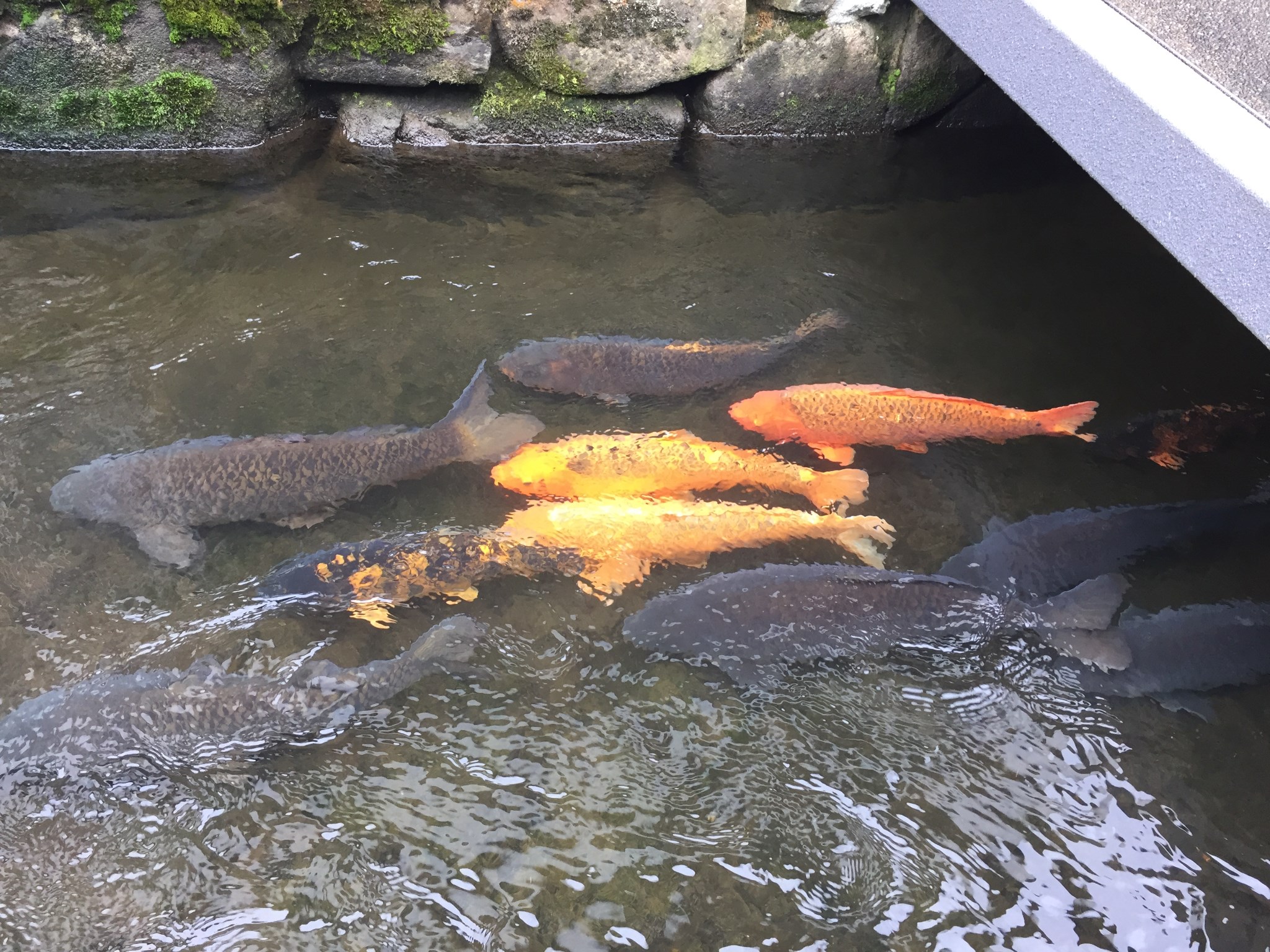 名古屋自助遊攻略