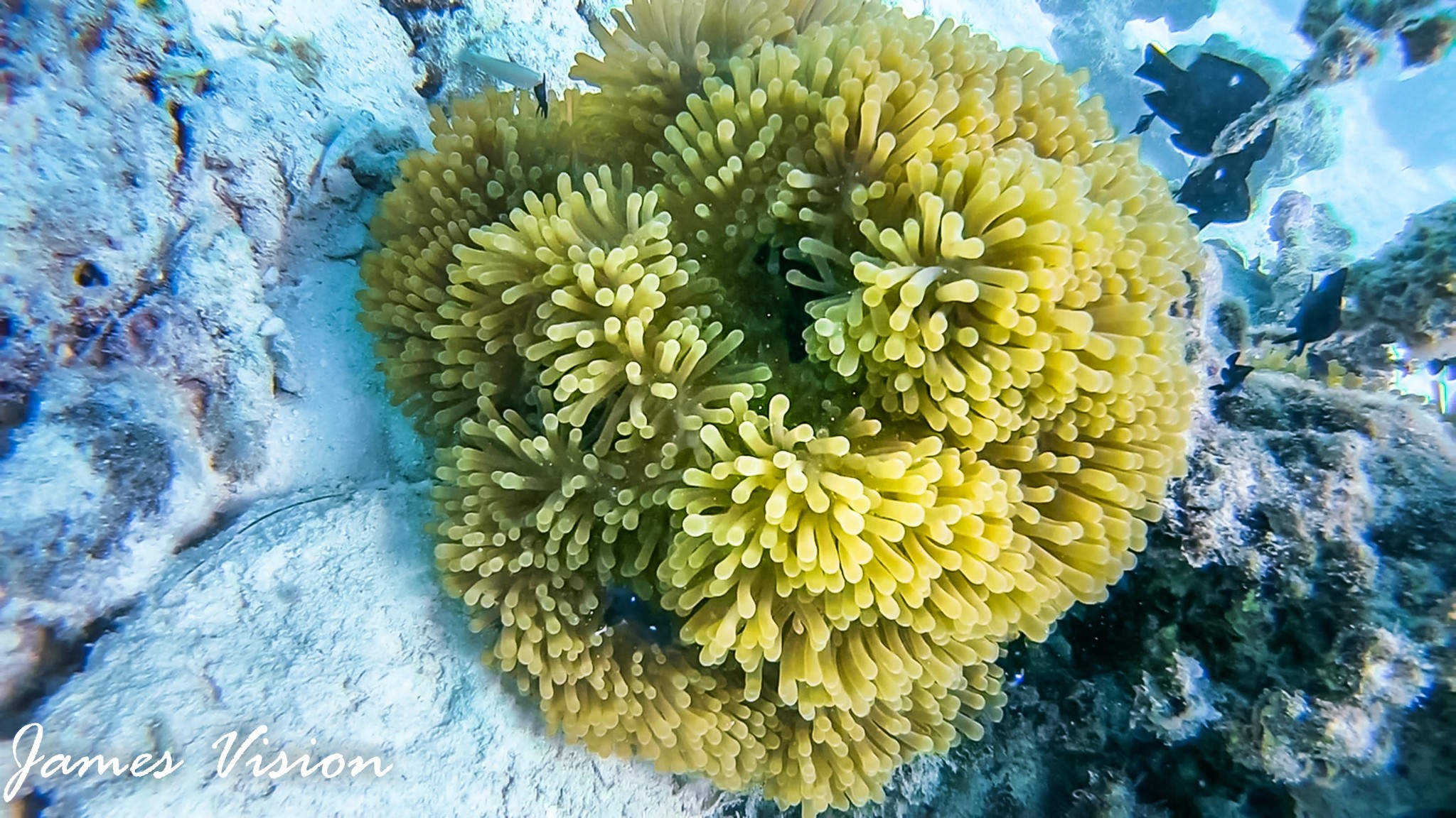 大溪地自助遊攻略