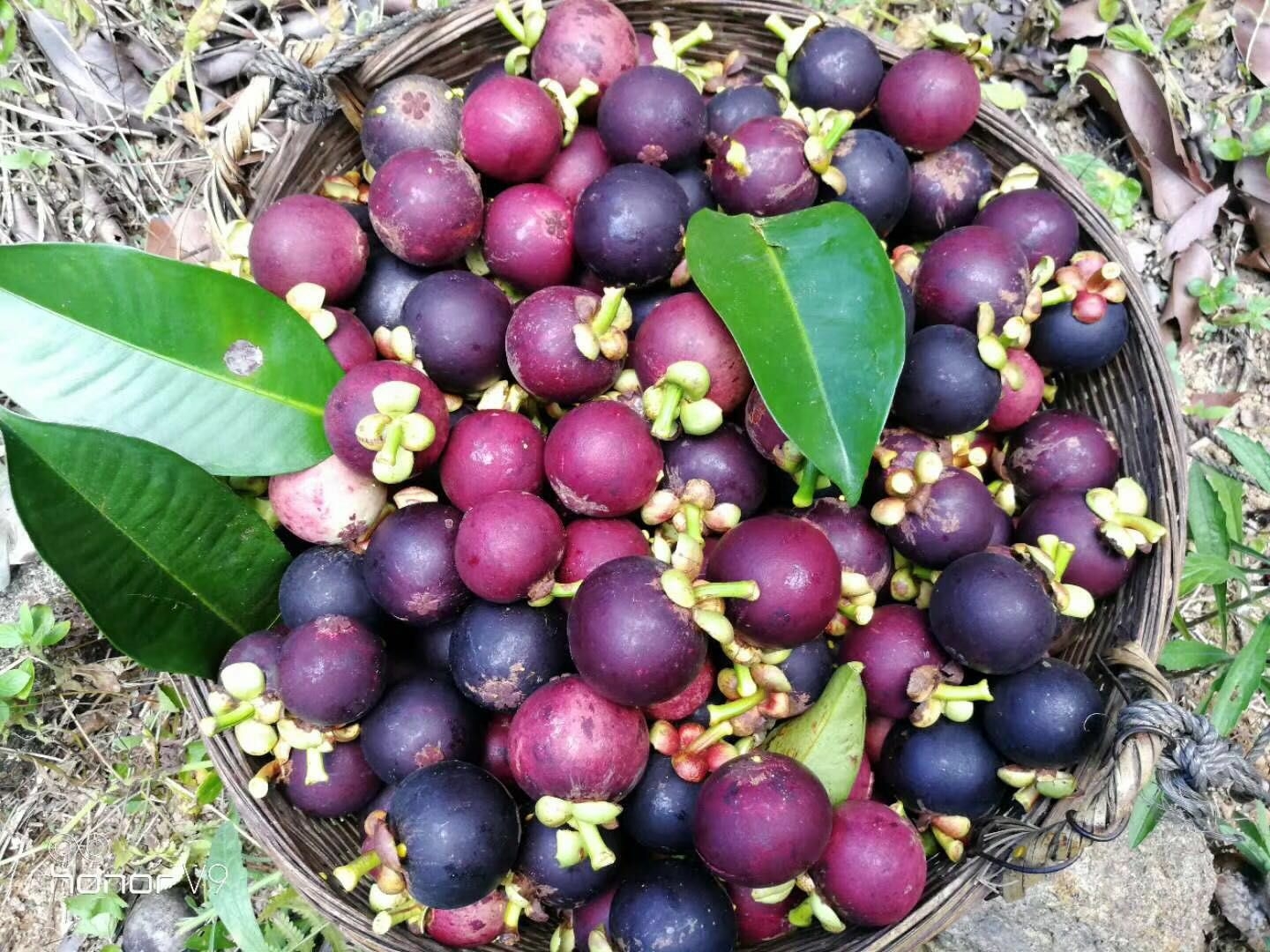 海南 保亭·山竹