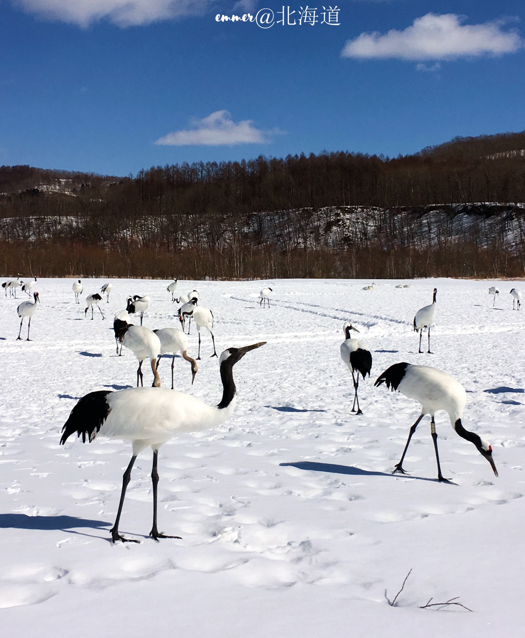 北海道自助遊攻略