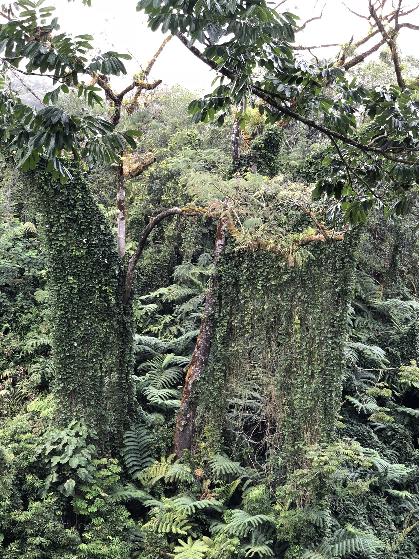 夏威夷自助遊攻略