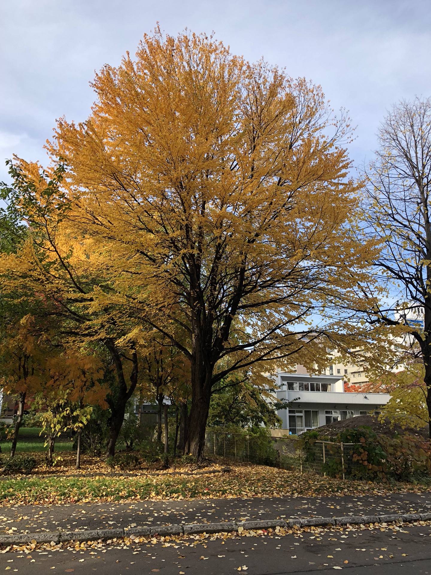 札幌自助遊攻略