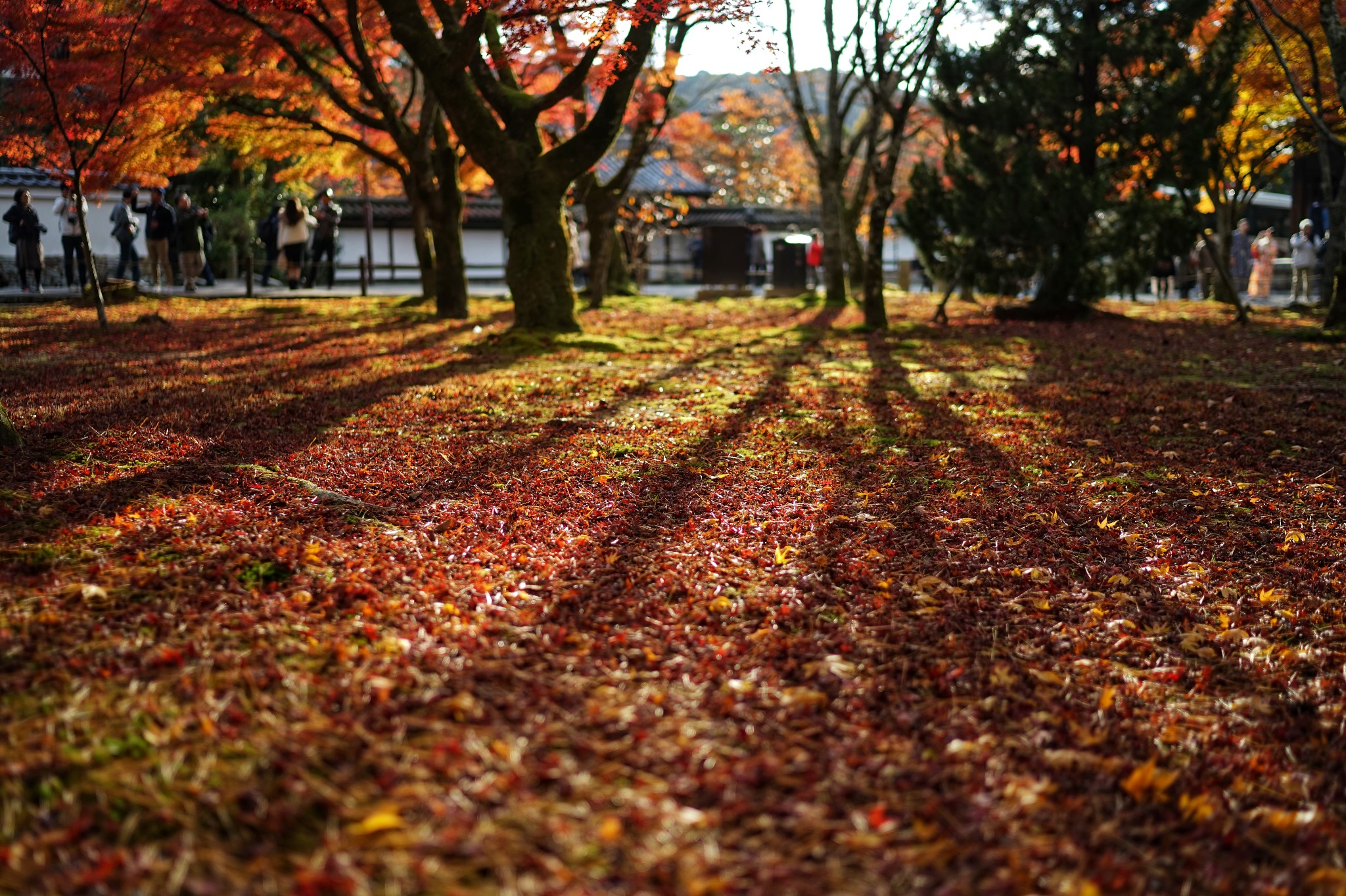 京都自助遊攻略