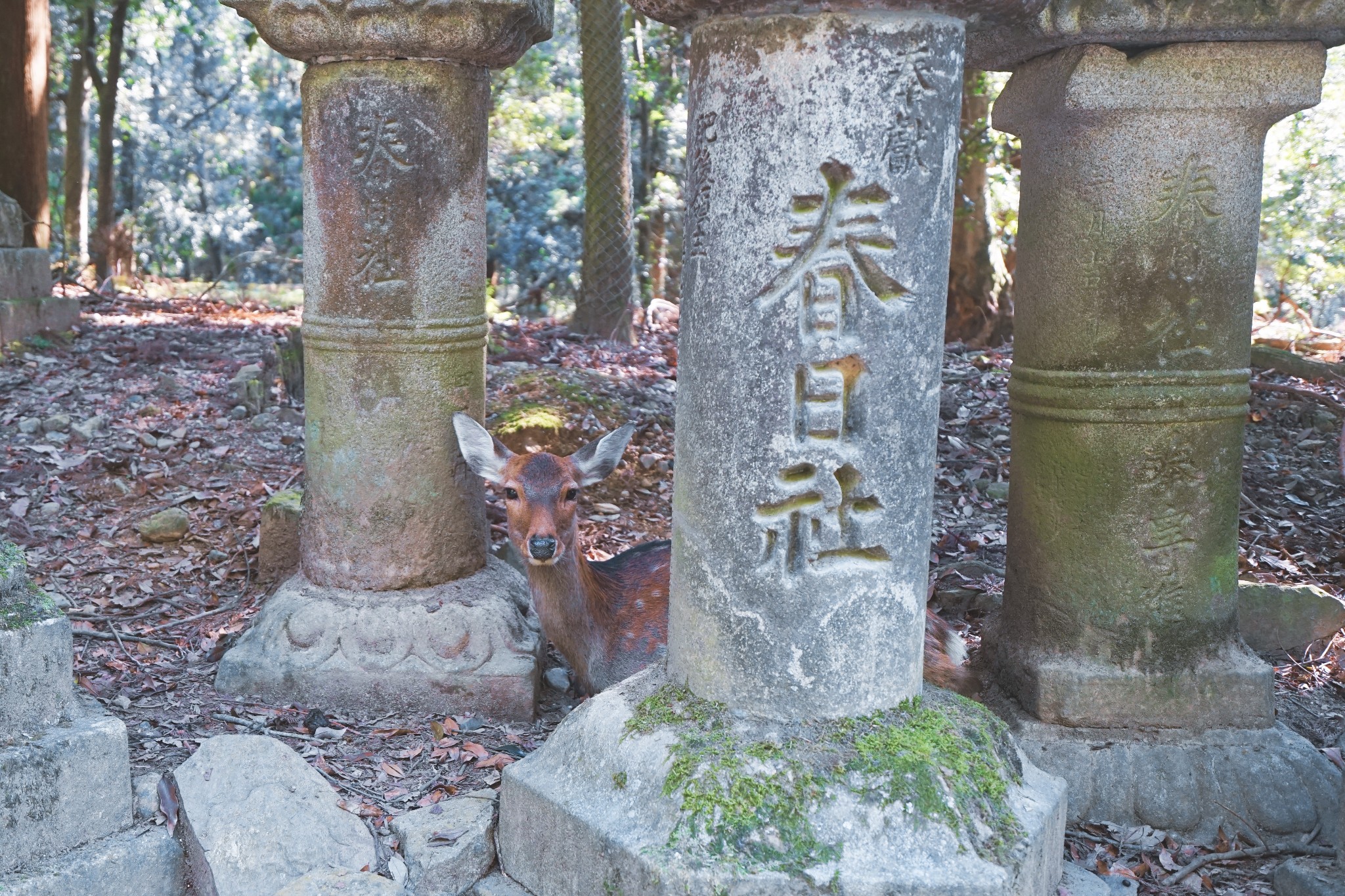 京都自助遊攻略