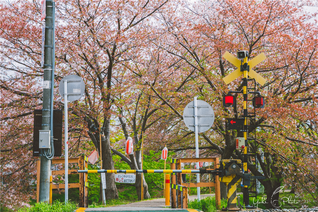 京都自助遊攻略