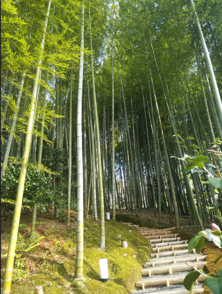 京都自助遊攻略