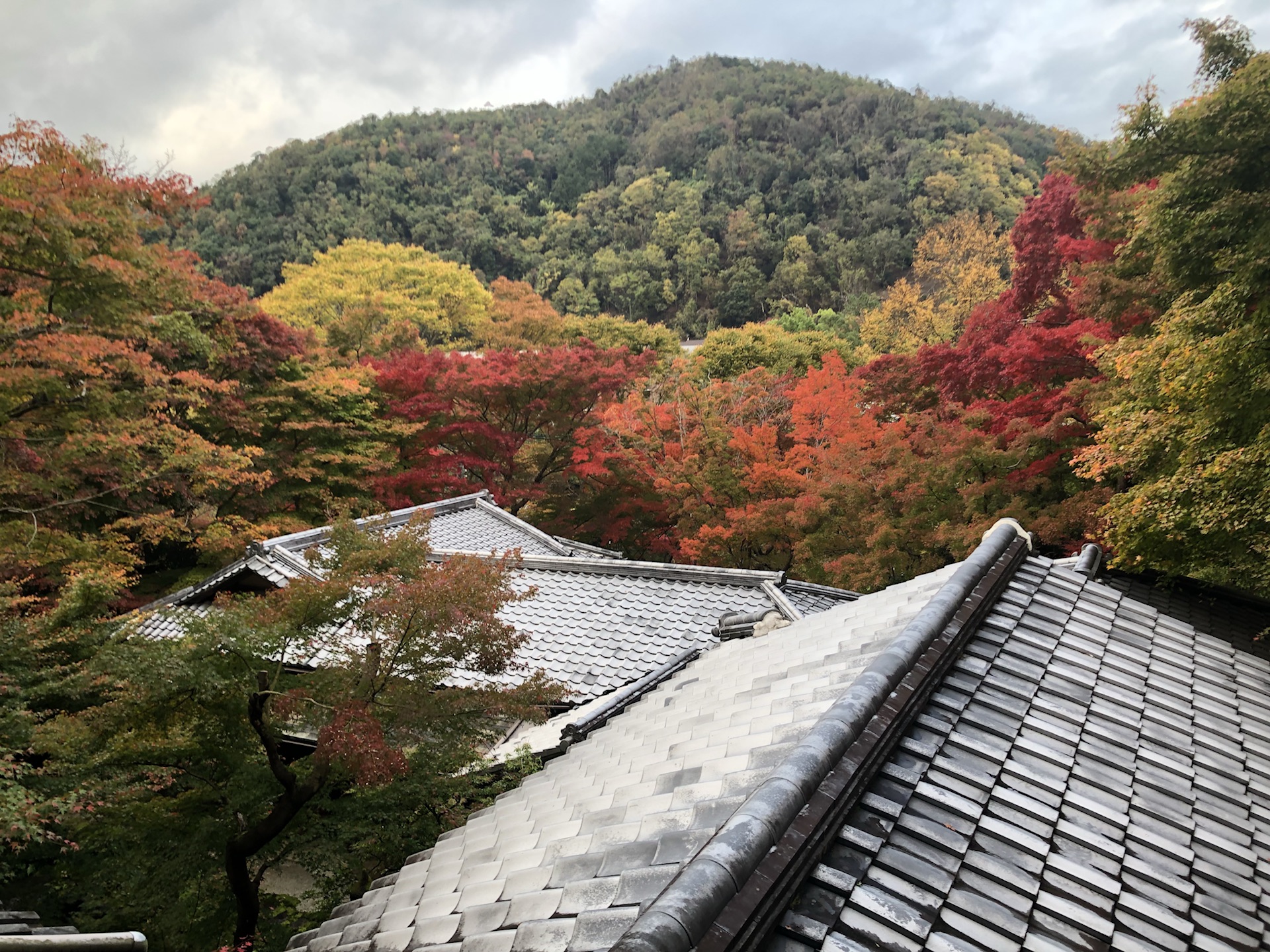 京都自助遊攻略