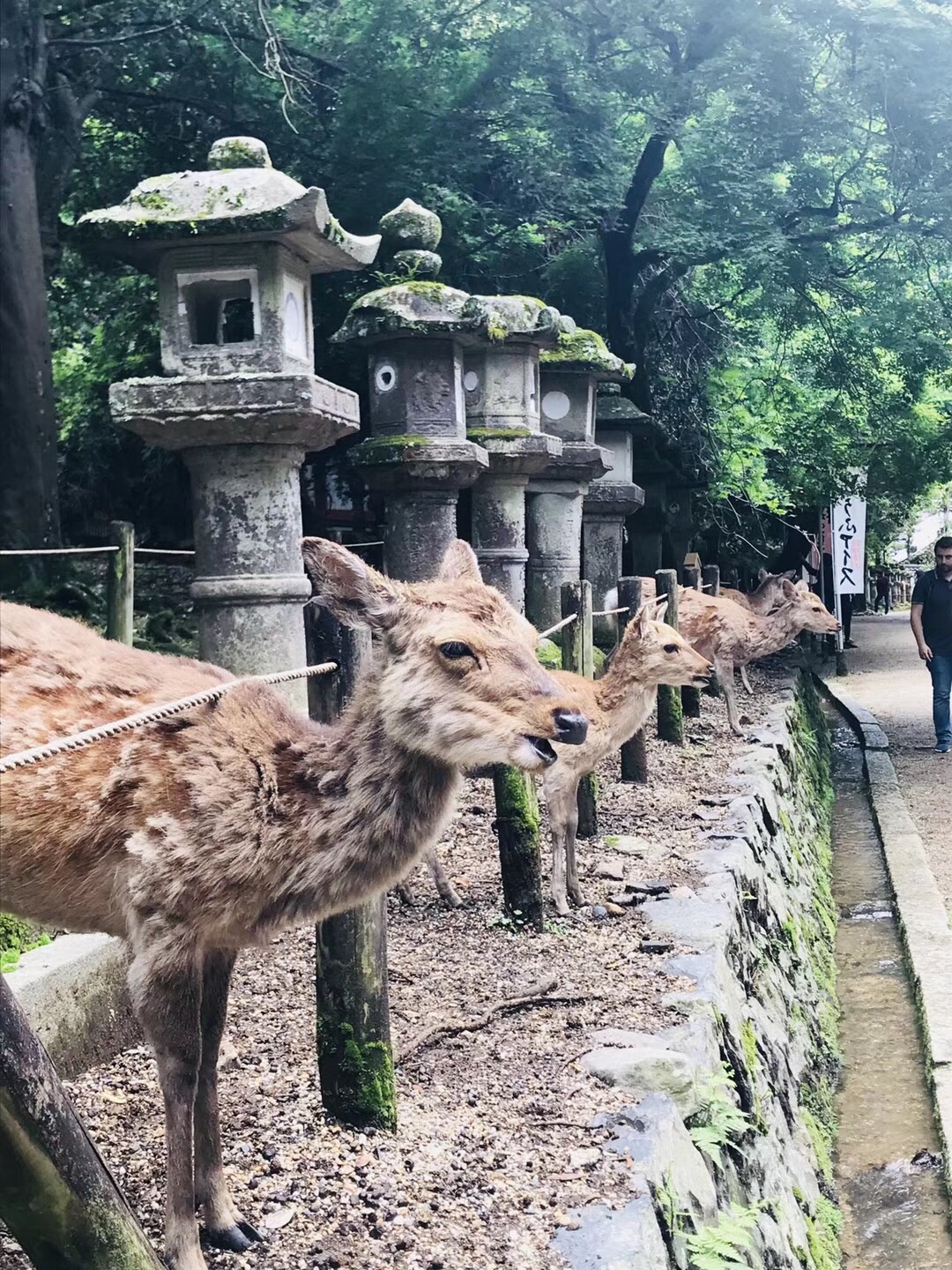 京都自助遊攻略