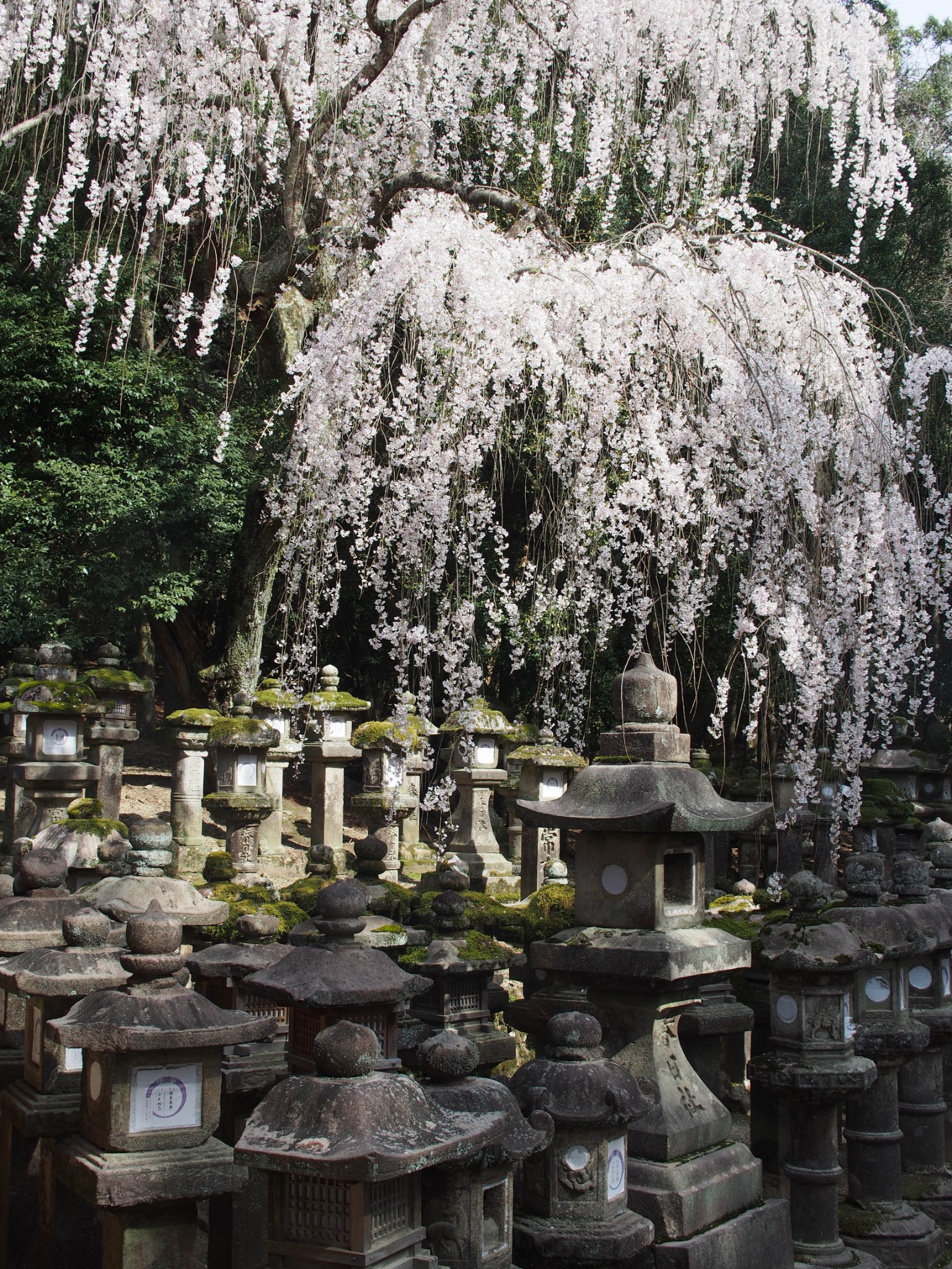 京都自助遊攻略