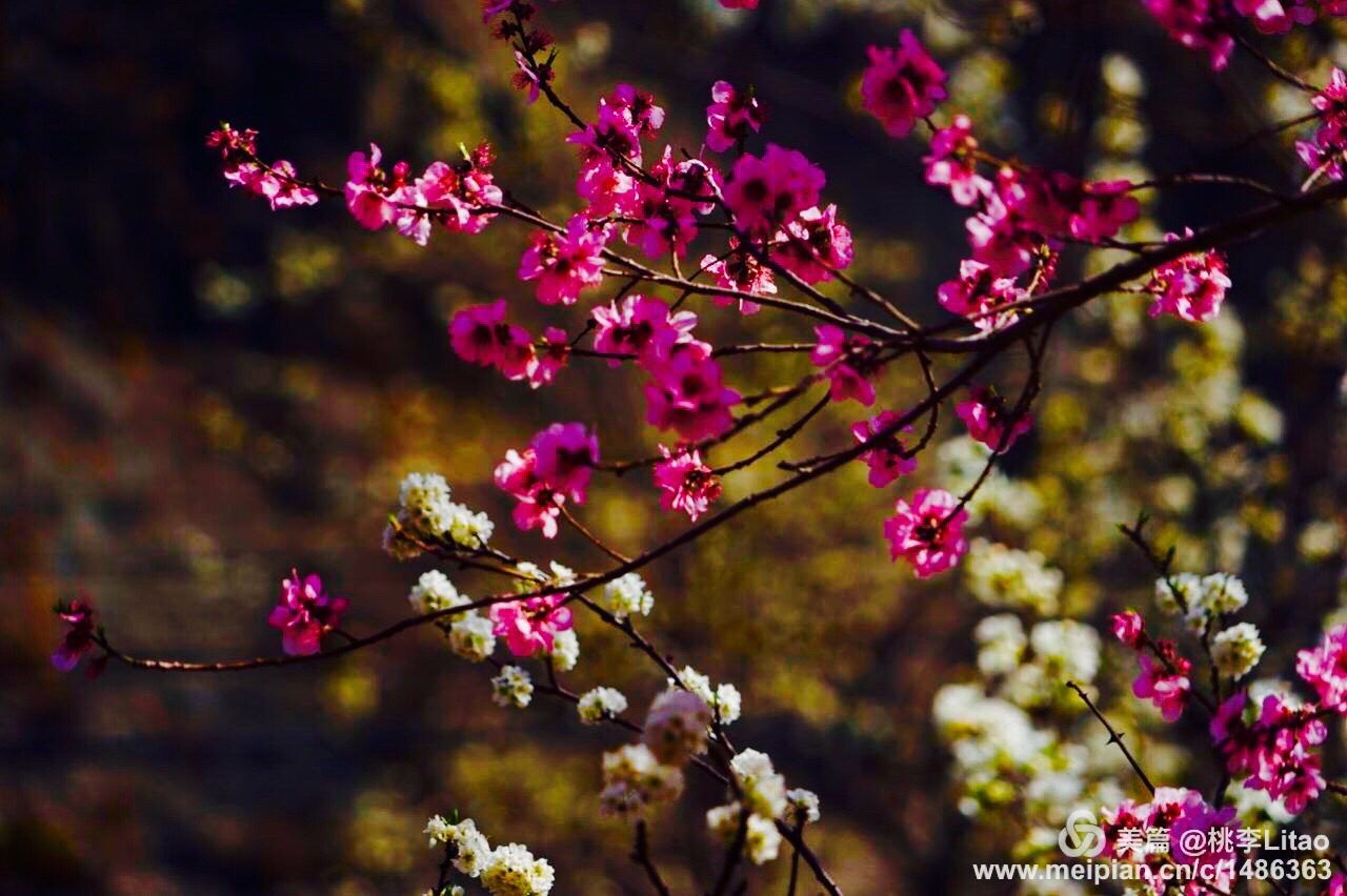 又见梨花开曲谱_又见梨花开歌词和简谱(2)