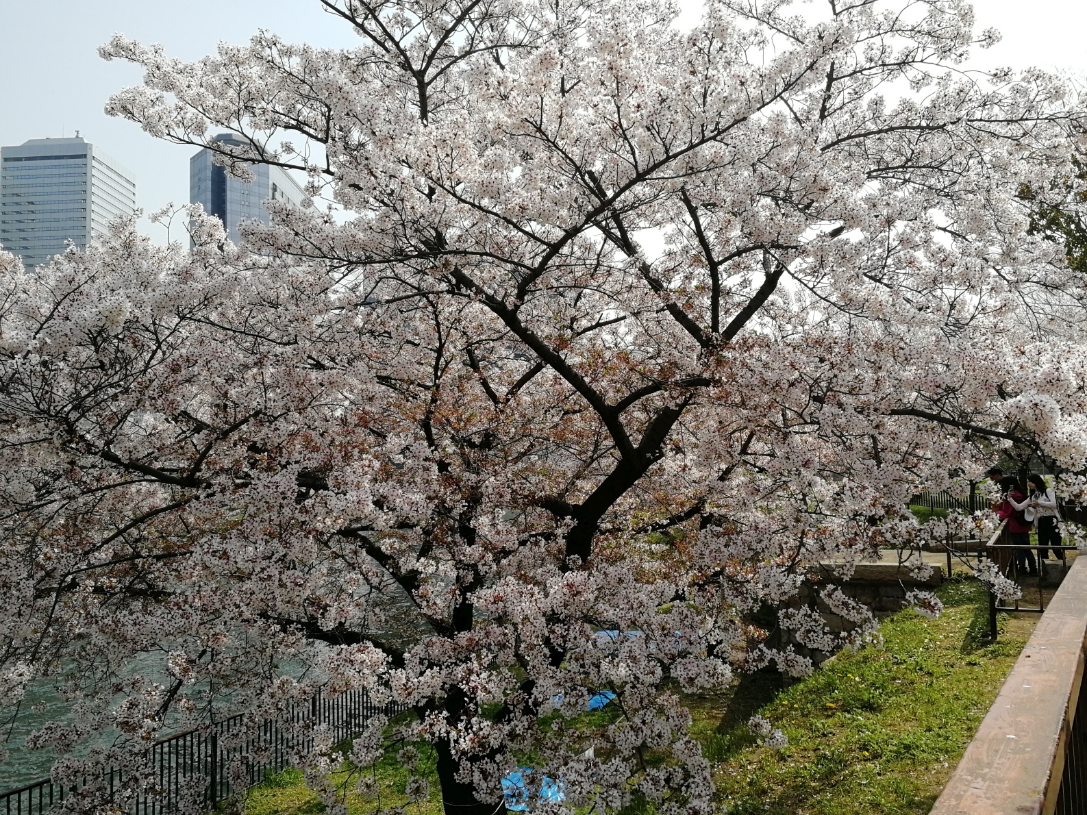 京都自助遊攻略