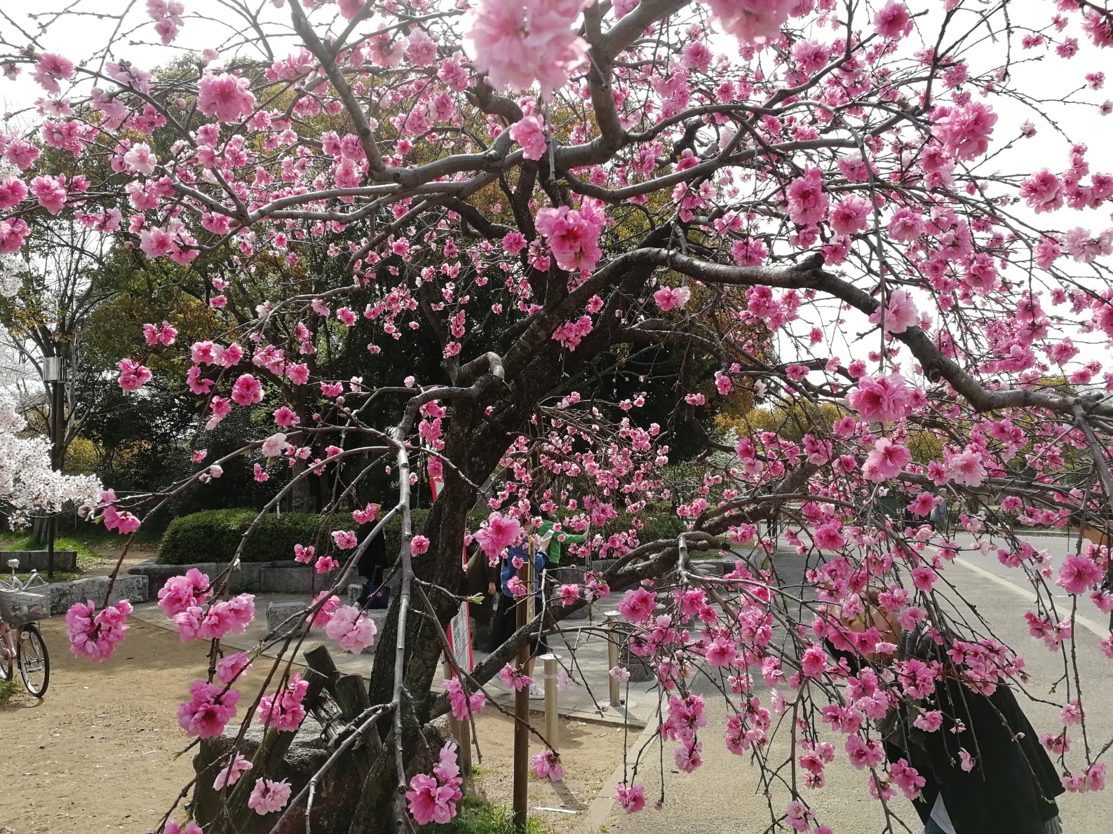 京都自助遊攻略