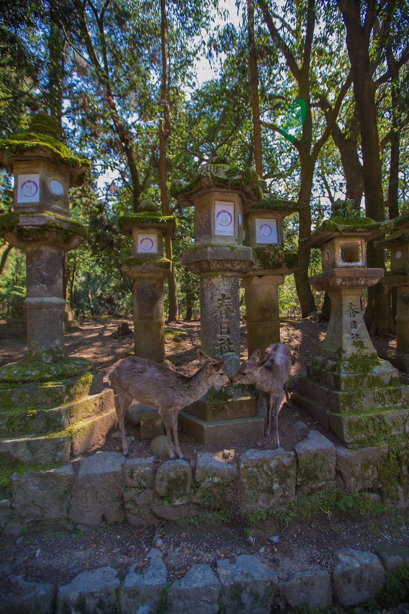 富士山自助遊攻略