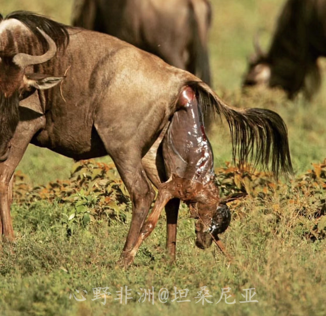 坦桑尼亞自助遊攻略