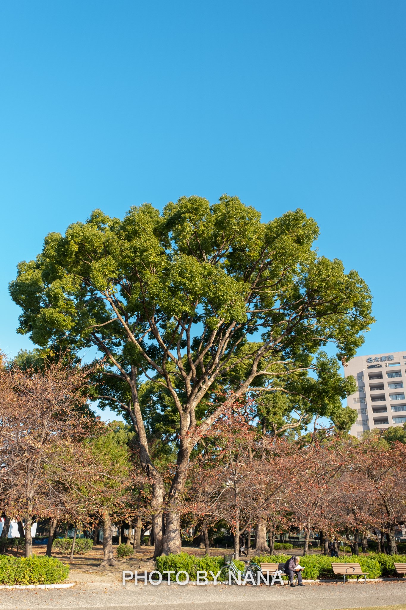 名古屋自助遊攻略