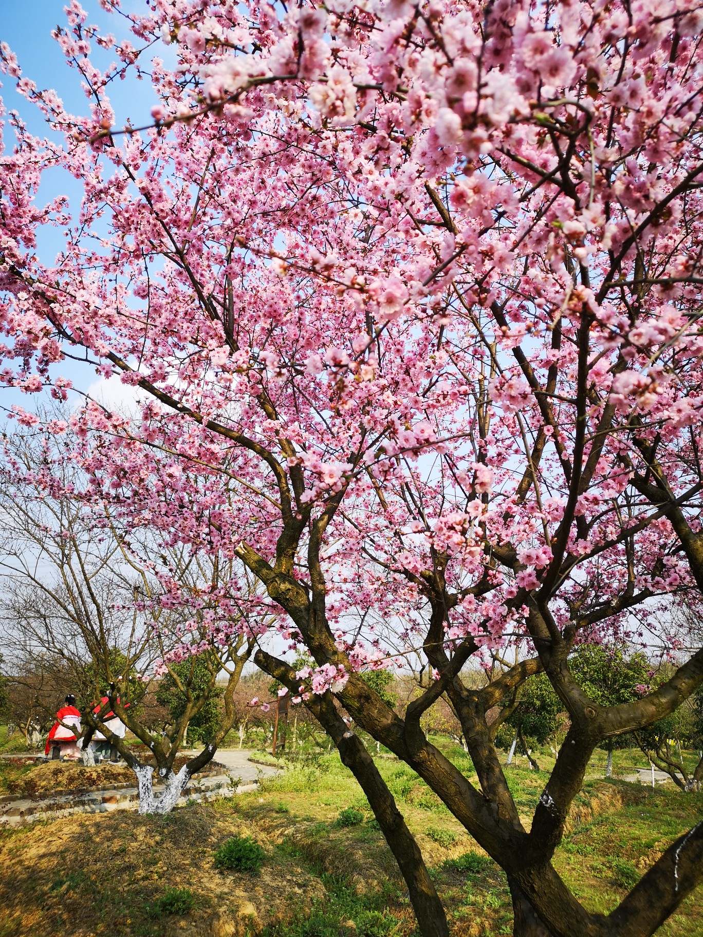 梅花镇梅花村人口_乐昌梅花镇梅花街(2)