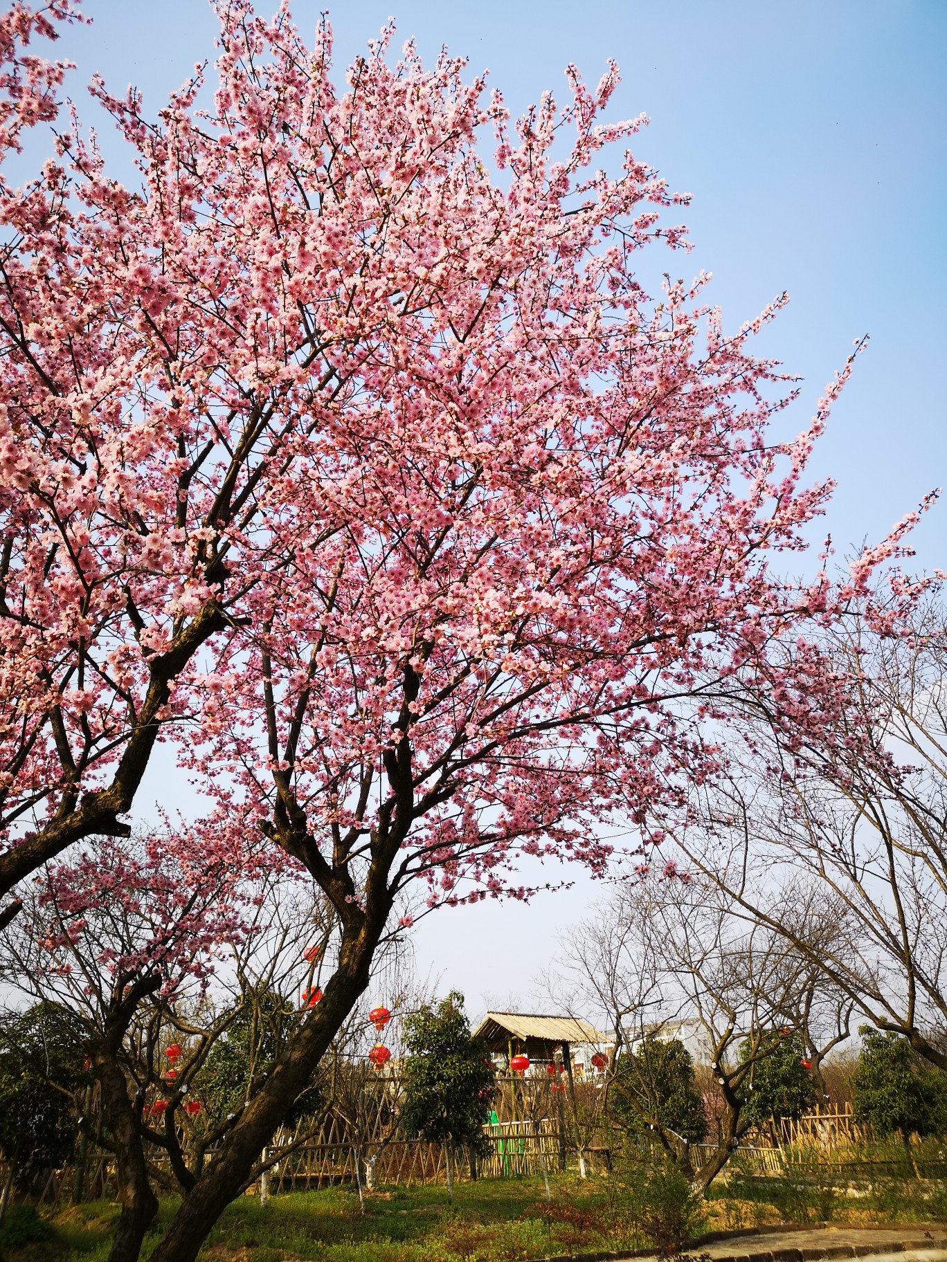 梅花镇梅花村人口_乐昌梅花镇梅花街(2)