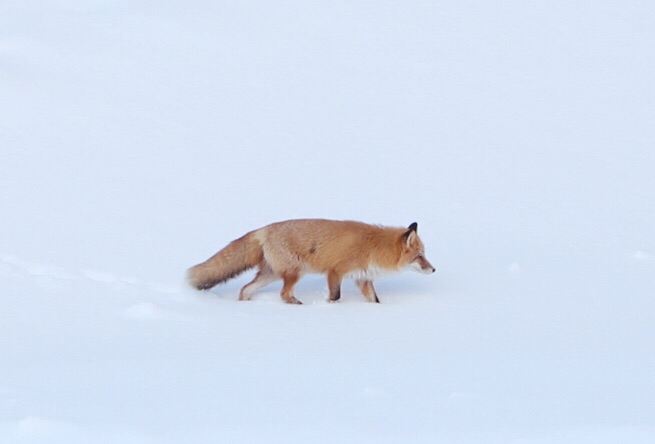 北海道自助遊攻略