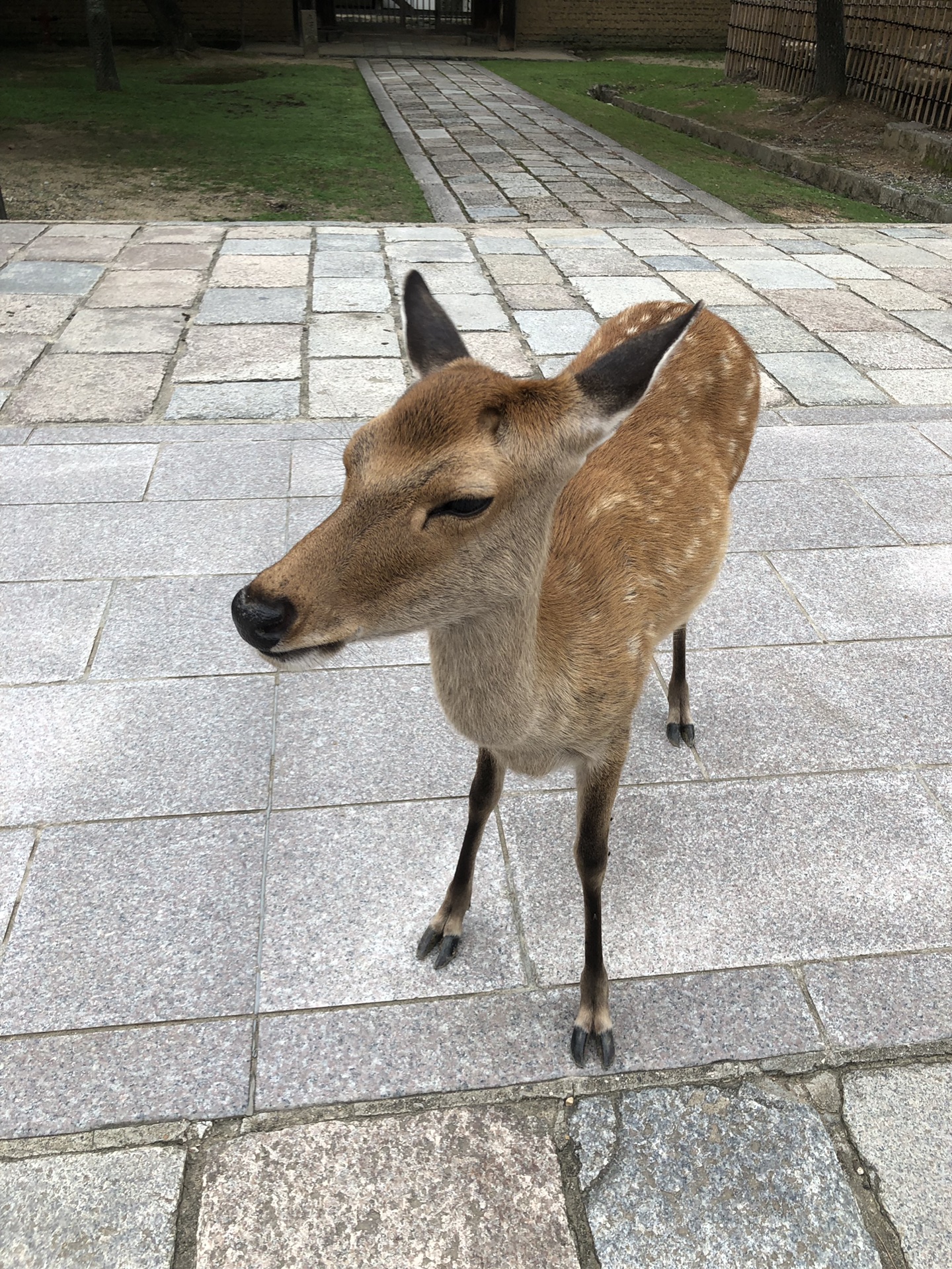 大阪自助遊攻略