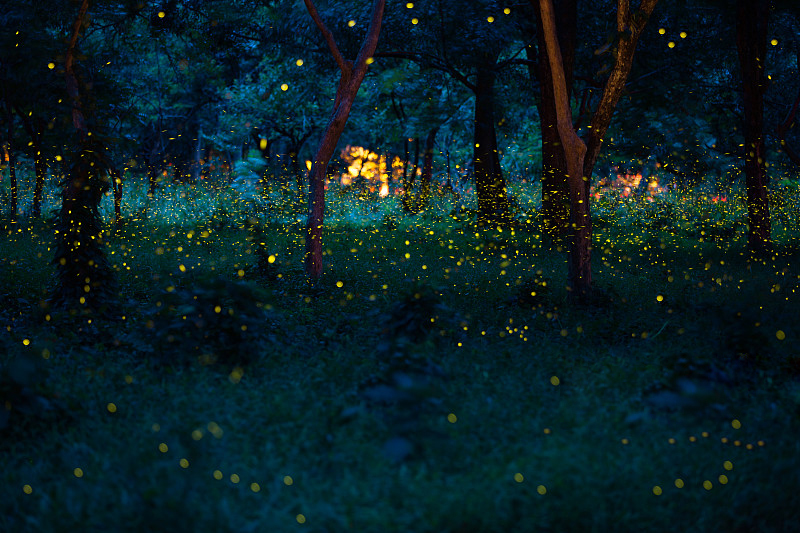 沙巴 自由行攻略  车程近免疲劳/  萤火虫超多/  吃货亲子游/  推荐