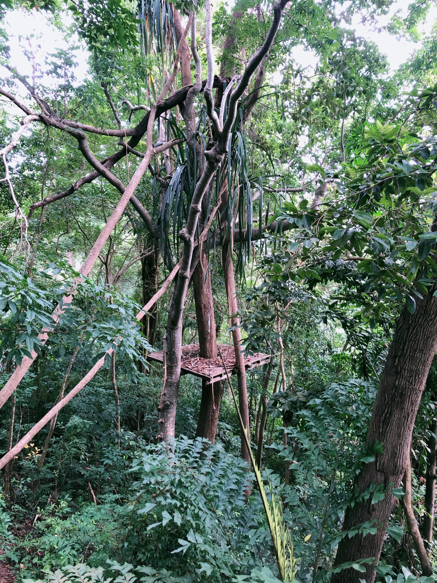 普吉島自助遊攻略