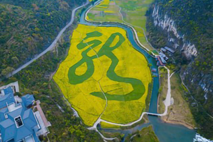             龙宫景区龙字田油菜