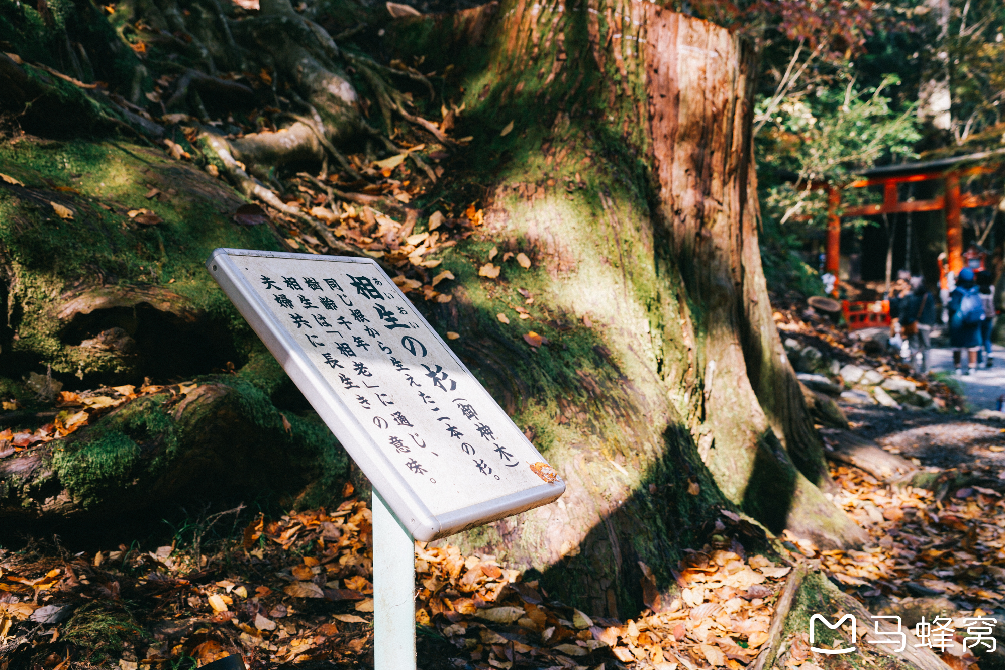 京都自助遊攻略